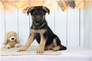 Ezequiel - German Shepherd for sale