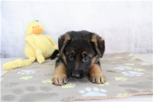 Ezequiel - puppy for sale