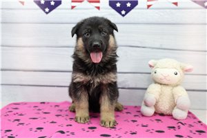 Carter - puppy for sale