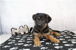 Evelyn - puppy for sale
