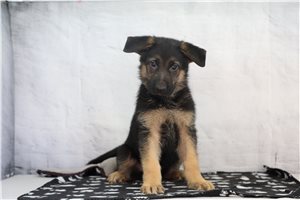 Christopher - puppy for sale