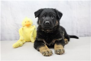 Tiger - German Shepherd for sale