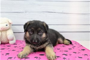 Christopher - puppy for sale