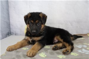 Emmitt - German Shepherd for sale