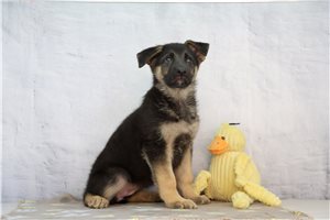 Celine - German Shepherd for sale