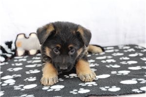 Emma - puppy for sale