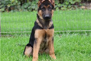 Emmitt - German Shepherd for sale