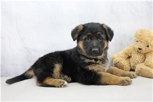 Tara - puppy for sale