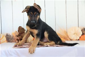 Emmitt - German Shepherd for sale
