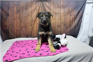 Anna - German Shepherd for sale