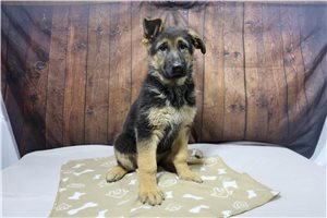 Alara - puppy for sale