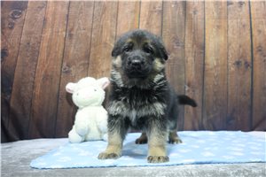 Ashlyn - German Shepherd for sale