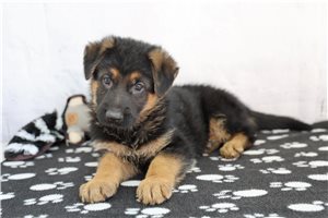 Emmitt - puppy for sale