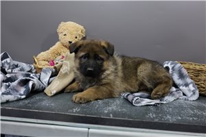Camila - German Shepherd for sale