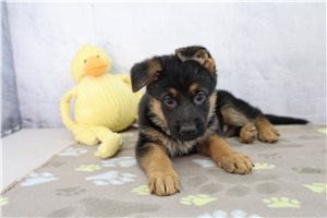 Ernie - puppy for sale