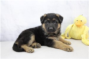Tulip - puppy for sale