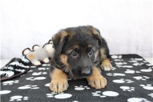Esther - German Shepherd for sale