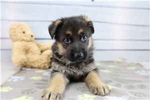 Clyde - puppy for sale