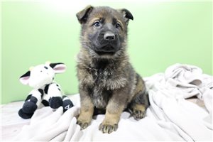 Carter - German Shepherd for sale