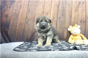Amelia - puppy for sale