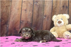 Cora - puppy for sale