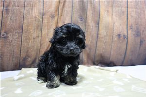Lady - Havanese for sale