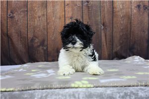 Ladora - puppy for sale