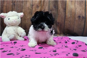 Ladora - puppy for sale