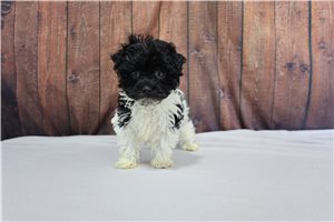 Lance - puppy for sale