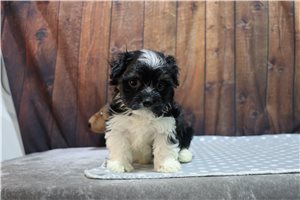 Curtis - puppy for sale