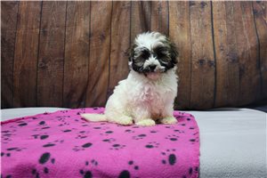Creed - Havanese for sale