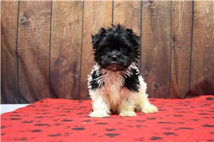 Lamont - puppy for sale