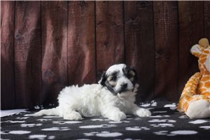 Creed - puppy for sale