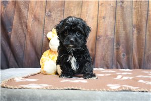 Callum - puppy for sale