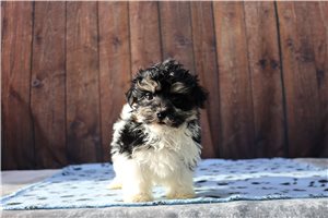 Lambert - puppy for sale