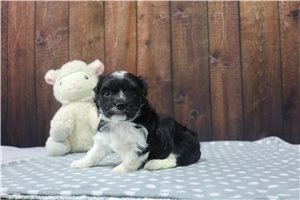Curtis - Havanese for sale