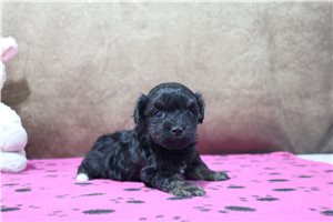 Lady - Havanese for sale