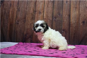 Creed - Havanese for sale