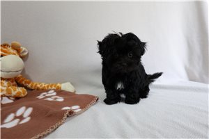 Theo - Havanese for sale