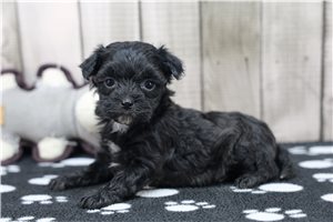 Siti - puppy for sale