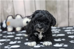 Sootie - Havapoo for sale