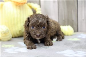 Konner - Havapoo for sale