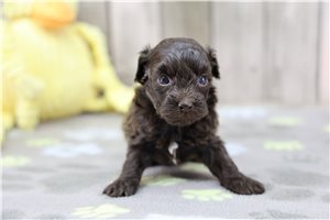 Kurtis - Havapoo for sale