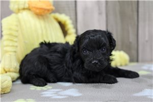 Keith - Havapoo for sale