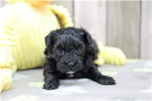 Kellen - Havapoo for sale