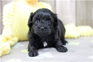 Kesha - Havapoo for sale