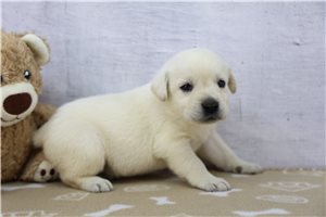 Zola - puppy for sale