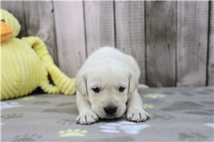 Conner - puppy for sale