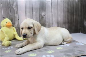 Zena - Labrador Retriever for sale