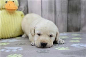 Corduroy - puppy for sale